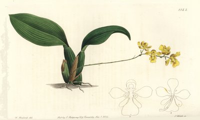 Orchidej Gomesa cornigera (rohatý oncidium, Oncidium cornigerum). Ručně kolorovaná mědirytina S. Wattse podle ilustrace Williama Herberta z Sydenham Edwards