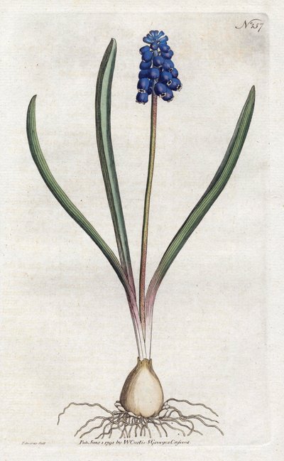 Litografie hroznového hyacintu od Sydenhama Edwardse (1768-1819), deska z Botanical Magazine od Williama Curtise (1746-1799) od Sydenham Teast Edwards