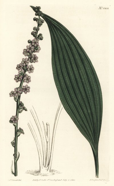 Teta zelenokvětá, Peliosanthes teta. Ručně kolorovaná mědirytina F. Sansom Jr. podle ilustrace Sydenhama Edwardse z William Curtis