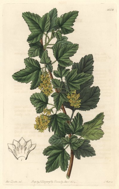 Groseillier, známý jako Gadellier ze Sibiře (Ribes diacanthum), původem z Chile - Water forte od S. Wattse z ilustrace Sarah Anne Drake (1803-1857), z Botanického rejstříku od Sydenham Teast Edwards