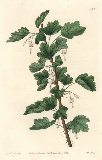 Groseillier, původem ze Severní Ameriky - Silná voda od S. Wattse z ilustrace Sarah Anne Drake (1803-1857), z Botanického rejstříku od Sydenham Teast Edwards