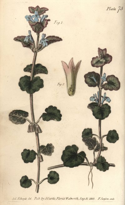 Břečťan zemní, Glechoma hederacea, Gymnospermia. Ručně kolorovaná mědirytina F. Sansoma botanické ilustrace Sydenhama Edwardse pro přednášky Williama Curtise o botanice dodané v Botanické zahradě v Lambeth od Sydenham Teast Edwards