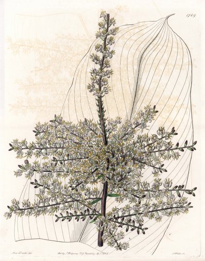 Havajská vřetena nebo rákos z Indie - deska vyrytá S. Wattsem, z ilustrace Sarah Anne Drake (1803-1857), z Botanického registru Sydenham Edwards (1768-1819), Anglie od Sydenham Teast Edwards