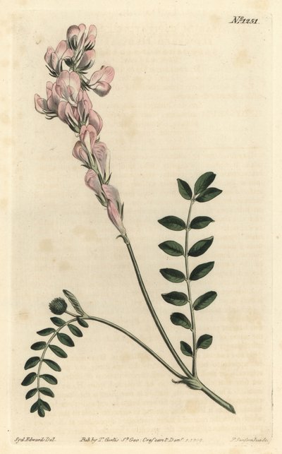 Hedysarum spinosissimum subsp. capitatum (hedysarum žezlokvěté, Hedysarum capitatum). Ručně kolorovaná mědirytina F. Sansom Jr. podle ilustrace Sydenhama Edwardse z William Curtis