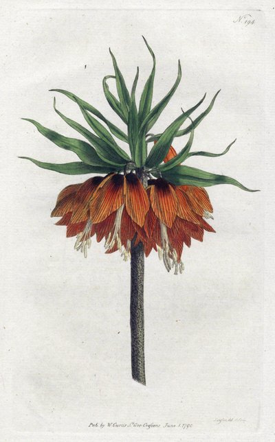 Imperial Fritillary nebo Imperial Crown - Litografie Sydenhama Edwardse (1768-1819), deska z botanického časopisu Williama Curtise (1746-1799) od Sydenham Teast Edwards