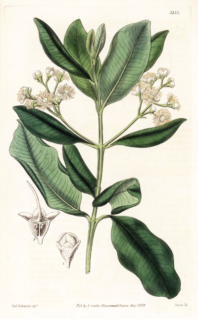 Indické dřevo - Bay rum tree, Pimenta racemosa (strom hřebíčku, Myrcia acris), původem z Karibiku. Ručně kolorovaná mědirytina od Swan po ilustraci Sydenhama Edwardse z “” botanického časopisu,” Londýn Samuela Curtise od Sydenham Teast Edwards