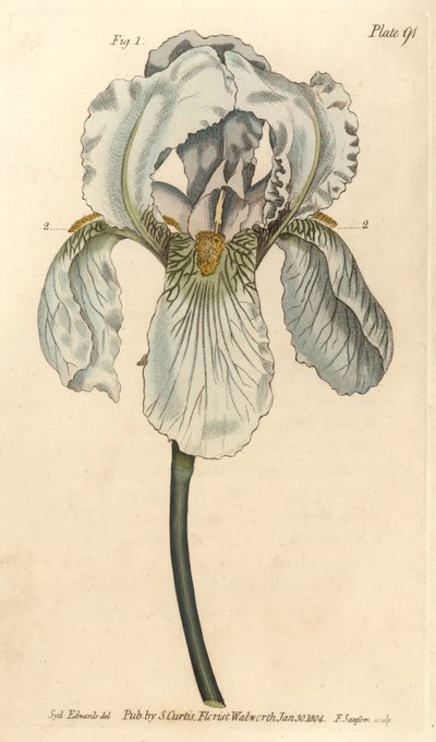 Iris florentina, Iris germanica nothovar. Ručně kolorovaná mědirytina F. Sansoma botanické ilustrace Sydenhama Edwardse pro přednášky Williama Curtise o botanice, které byly dodány v Botanické zahradě v Lambeth od Sydenham Teast Edwards