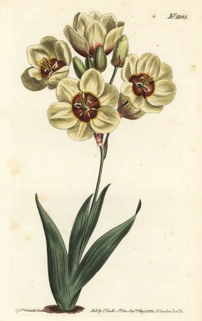Ixia abbreviata (krémově zbarvená ixia skvrnitá, Ixia maculata v. ochroleuca). Ručně kolorovaná mědirytina F. Sansom Jr. podle ilustrace Sydenhama Edwardse z William Curtis