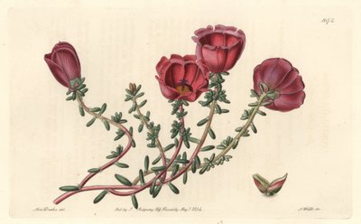 Portula velkokvětá neboli jedenáctihodinový rytíř, původem z Chile - S. Watts silná voda z ilustrace Sarah Anne Drake (1803-1857), z Botanického rejstříku od Sydenham Teast Edwards
