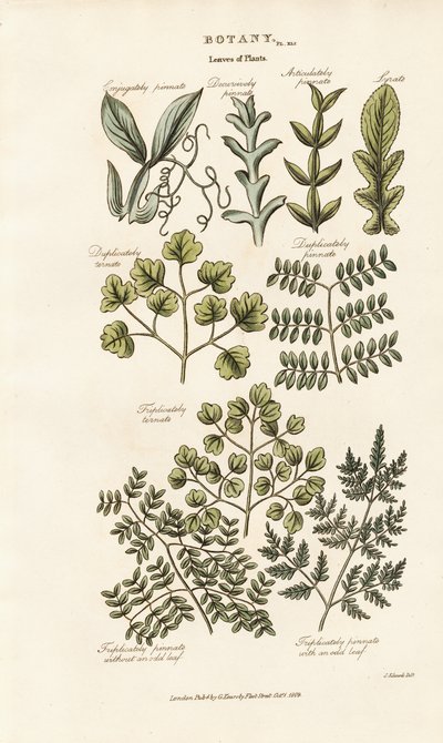 Formy a uspořádání listů od Sydenham Teast Edwards