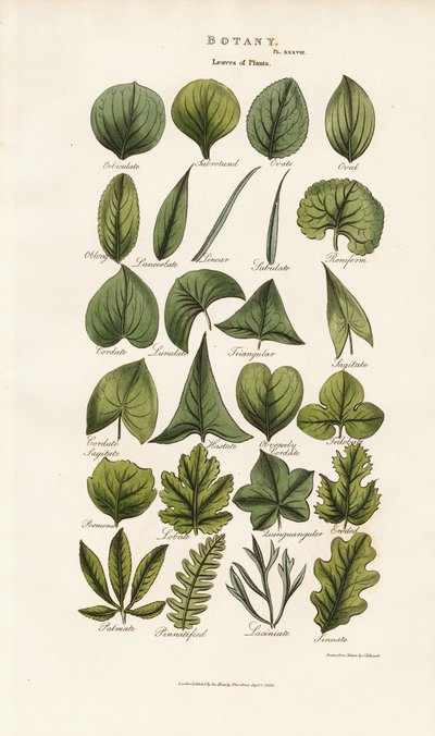 Formy listů v botanické morfologii od Sydenham Teast Edwards