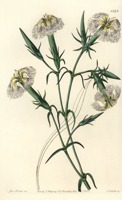 Hvozdík libanonský (ohrožený druh) - Růžový hvozdík libanonský, Dianthus libanotis. Ohrožený druh. Ručně kolorovaná mědirytina od S. Wattse podle ilustrace slečny Sarah Drakeové ze Sydenham Edwards