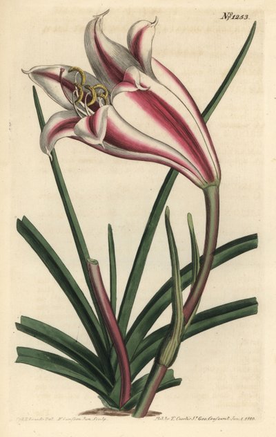 Lily Variete - lilie kapská, Crinum ornatum (Amaryllis ornata). Ručně kolorovaná mědirytina F. Sansom Jr. podle ilustrace Sydenhama Edwardse z William Curtis
