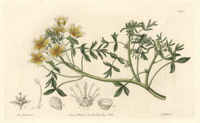 Limnanthe, původem z Kalifornie - S. Watts Strong Water z ilustrace Sarah Anne Drake (1803-1857), z Botanického rejstříku od Sydenham Teast Edwards