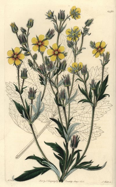Odrůda mochna dlouholistá - Potentilla longifolia (mochna viscidní, Potentilla viscosa). Ručně kolorovaná mědirytina S. Wattse podle ilustrace M. Harta z Sydenham Edwards