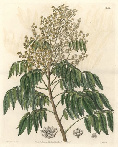 Longanier, původem z Číny - S. Watts silná voda z ilustrace Sarah Anne Drake (1803-1857), z Botanického rejstříku od Sydenham Teast Edwards