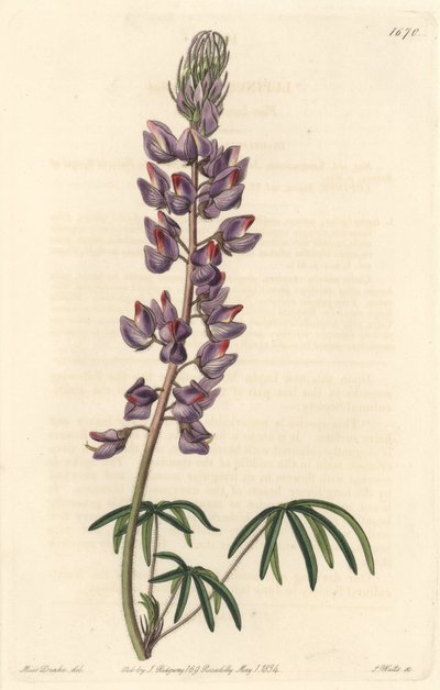 Lupina s úzkými listy - Silná voda od S. Wattse podle ilustrace Sarah Anne Drakeové (1803-1857), z Botanical Register od Sydenham Teast Edwards