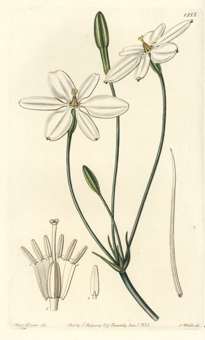 Mexican Star - mexická hvězda nebo sněhově bílá milla, Milla biflora. Ručně kolorovaná mědirytina od S. Wattse podle ilustrace slečny Sarah Drakeové z botanického registru Sydenhama Edwardse, Ridgeway, Londýn od Sydenham Teast Edwards