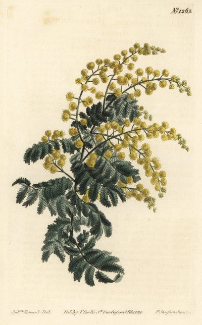 Mimosa - pýřitý proutí, Acacia pubescens, zranitelný (Mimóza chlupatá, Mimosa pubescens). Ručně kolorovaná mědirytina F. Sansom Jr. podle ilustrace Sydenhama Edwardse z William Curtis