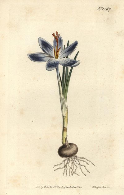 Krokus horský, Crocus serotinus. Ručně kolorovaná mědirytina F. Sansom Jr. podle ilustrace Sydenhama Edwardse z William Curtis