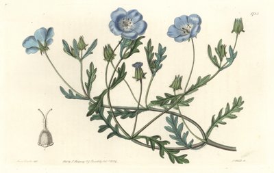 Namophile maculee, původem z Kalifornie - Water forte od S. Wattse z ilustrace Sarah Anne Drake (1803-1857), z Botanického rejstříku od Sydenham Teast Edwards