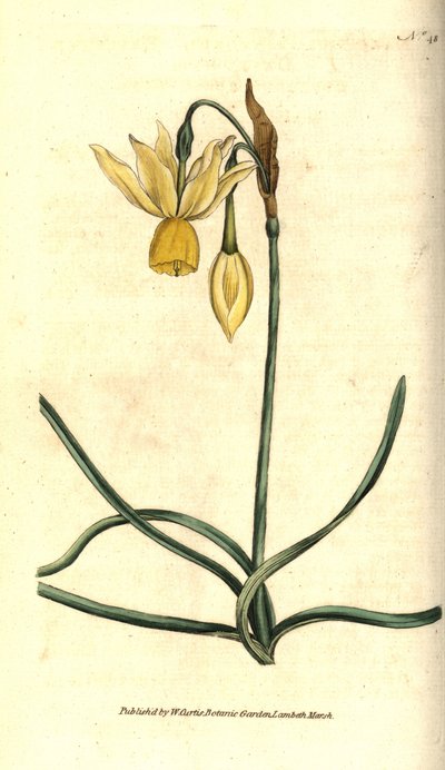 Narcis - Reflexní narcis, Narcissus triandrus. Ručně kolorovaná mědirytina podle botanické ilustrace Jamese Sowerbyho z The Botanical Magazine Williama Curtise, Lambeth Marsh, Londýn od Sydenham Teast Edwards