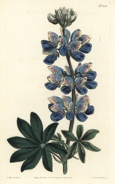 Nootka Lupin - Nootka-Sound lupina, Lupinus nootkatensis. Ručně kolorovaná mědirytina F. Sansom Jr. podle ilustrace Sydenhama Edwardse z William Curtis
