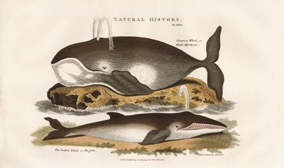 Velryby v severním Atlantiku od Sydenham Teast Edwards