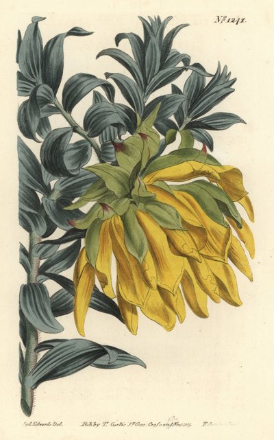 Oranžová jiřinka nebo jiřinka horská, Liparia splendens (liparia ruskolistá, Liparia sphaerica). Ručně kolorovaná mědirytina od F. Sansom Jr. podle ilustrace Sydenhama Edwardse z William Curtis