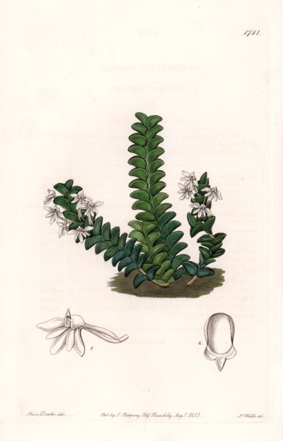 Orchid: Odrůda Angraecum, původem z Rovníkové Afriky - deska vyrytá S.Wattsem, z ilustrace Sarah Anne Drake (1803-1857), z Botanického registru Sydenham Edwards (1768-1819), Anglie od Sydenham Teast Edwards