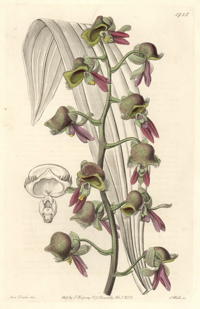Orchid Catasetum, dvoubarevné květy, původem z Guyany - Water forte od S. Wattse z ilustrace Sarah Anne Drake (1803-1857), z Botanického rejstříku od Sydenham Teast Edwards