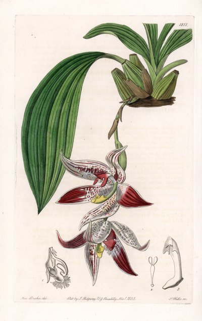 Orchidej: Paphinia cristata, původem z Amazonie - deska vyrytá S. Wattsem, z ilustrace Sarah Anne Drake (1803-1857), z Botanického registru Sydenham Edwards (1768-1819), Anglie od Sydenham Teast Edwards