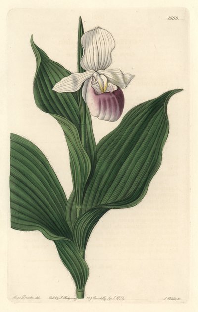 Orchid, Royal Cypripede - Water forte od S. Wattse z ilustrace Sarah Anne Drake (1803-1857), z botanického registru od Sydenham Teast Edwards