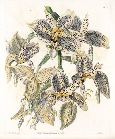 Orchid: odrůda Stanhopea, neotropická - deska vyrytá S. Wattsem, z ilustrace Sarah Anne Drake (1803-1857), z Botanického registru Sydenham Edwards (1768-1819), Anglie od Sydenham Teast Edwards