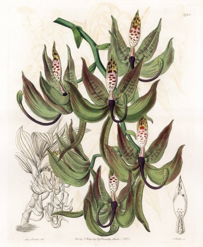 Orchid: Variety of Cycnoche - rytá deska od S. Wattse, z ilustrace Sarah Anne Drake (1803-1857), z botanického registru Sydenham Edwards (1768-1819), Anglie od Sydenham Teast Edwards