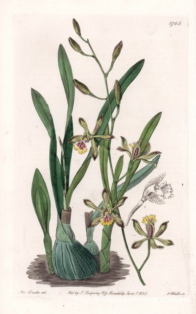 Orchid: epidendre grele - rytá deska od S. Wattse, z ilustrace Sarah Anne Drake (1803-1857), z botanického registru Sydenham Edwards (1768-1819), Anglie od Sydenham Teast Edwards