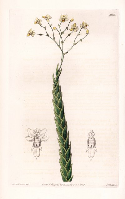 Orchid: exotická odrůda Lockhartia - Talíř vyrytý S. Wattsem, z ilustrace Sarah Anne Drake (1803-1857), z Botanického registru Sydenham Edwards (1768-1819), Anglie od Sydenham Teast Edwards