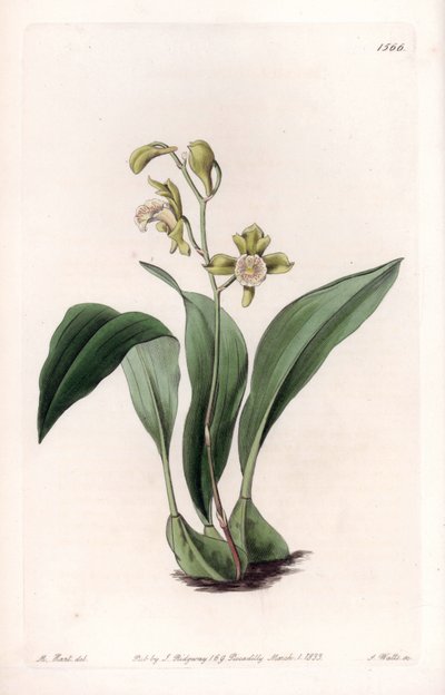 Orchid: maxillary a partes - Gravírovaná deska od S. Wattse, z ilustrace Sarah Anne Drake (1803-1857), z Botanického registru Sydenham Edwards (1768-1819), Anglie od Sydenham Teast Edwards