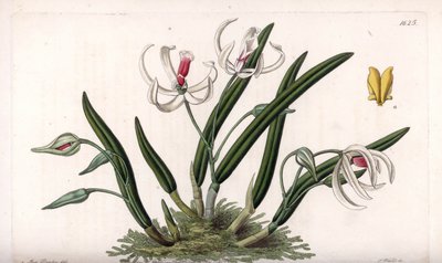 Orchidej: miniaturní odrůda leptotů - deska vyrytá S. Wattsem, z ilustrace Sarah Anne Drake (1803-1857), z Botanického registru Sydenham Edwards (1768-1819), Anglie od Sydenham Teast Edwards