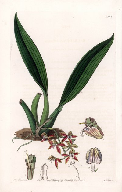 Orchidej: odrůda makradénie, původem z Guyany - deska vyrytá S. Wattsem, z ilustrace Sarah Anne Drake (1803-1857), z Botanického registru Sydenham Edwards (1768-1819), Anglie od Sydenham Teast Edwards