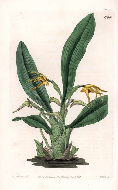Orchidej: odrůda maxillaria, původem z tropické Ameriky - deska vyrytá S. Wattsem, z ilustrace Sarah Anne Drake (1803-1857), z Botanického registru Sydenham Edwards (1768-1819), Anglie od Sydenham Teast Edwards