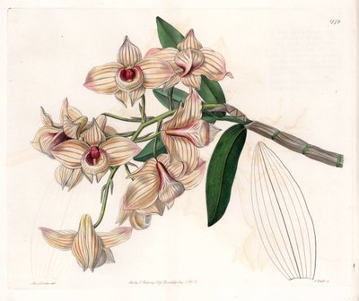 Orchid: odrůda Dendrobium - Talíř vyrytý S. Wattsem, z ilustrace Sarah Anne Drake (1803-1857), z Botanického registru Sydenham Edwards (1768-1819), Anglie od Sydenham Teast Edwards