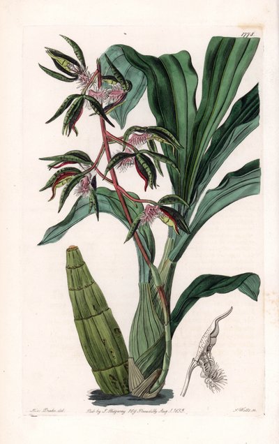 Orchidej: odrůda catasetum, zvaná vousatá - Deska vyrytá S. Wattsem, z ilustrace Sarah Anne Drake (1803-1857), z Botanického registru Sydenham Edwards (1768-1819), Anglie od Sydenham Teast Edwards