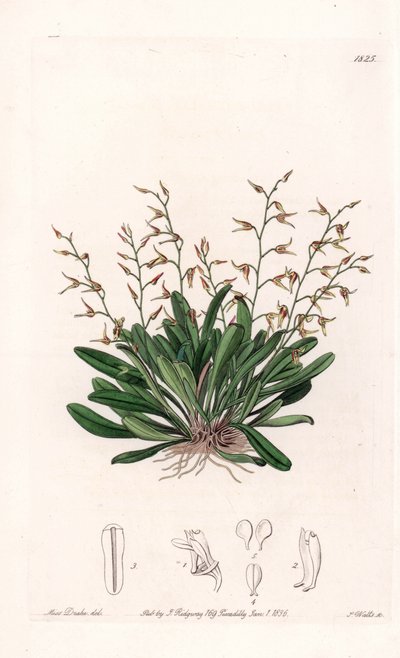 Orchid: variety of epidendre - Talíř vyrytý S. Wattsem, z ilustrace Sarah Anne Drake (1803-1857), z Botanického registru Sydenham Edwards (1768-1819), Anglie od Sydenham Teast Edwards