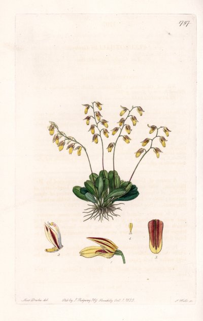 Orchid: variety of epidendre - Talíř vyrytý S. Wattsem, z ilustrace Sarah Anne Drake (1803-1857), z Botanického registru Sydenham Edwards (1768-1819), Anglie od Sydenham Teast Edwards
