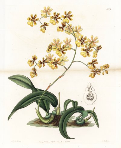 Orchidej: varieta epifytického oncidia z Brazílie - Deska vyrytá S. Wattsem, z ilustrace Sarah Anne Drake (1803-1857), z Botanického registru Sydenham Edwards (1768-1819), Anglie od Sydenham Teast Edwards