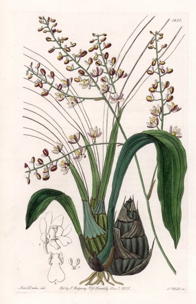 Orchid: variety of eulophia - Talíř vyrytý S. Wattsem, z ilustrace Sarah Anne Drake (1803-1857), z Botanického registru Sydenham Edwards (1768-1819), Anglie od Sydenham Teast Edwards