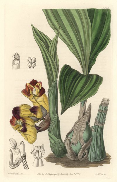 Orchidee Acanthephippium bicolor, původem ze Srí Lanky - Voda od S. Wattse z ilustrace Sarah Anne Drake (1803-1857), z Botanického rejstříku od Sydenham Teast Edwards