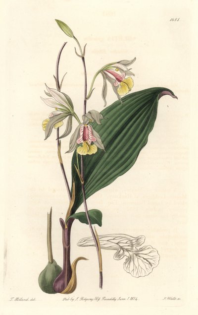 Orchidee, American Bletia - Water Forte od S. Wattse z ilustrace T. Hollanda, z Botanického registru od Sydenham Teast Edwards