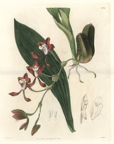 Orchidee Batemannia, původem z Guyany - Water forte od S. Wattse z ilustrace T. Hollanda, z Botanického rejstříku od Sydenham Teast Edwards